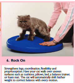 CatRehab.png